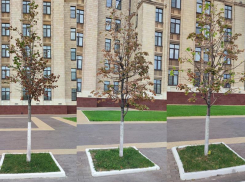 Вокруг областного правительства снова засыхают молодые липы