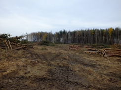 «Строительная мафия!» В Воронеже под коттеджи вырубили еще один гектар леса