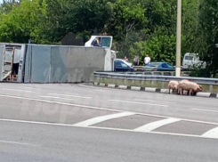 Фура со свиньями перевернулась на воронежской трассе – опубликовано видео