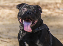 Умеют ли дружить собаки, рассказали воронежцам кинологи