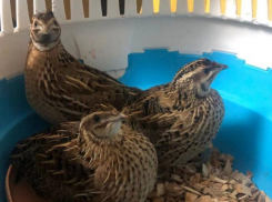 Дикие перепелки смогли вернуться к вольной жизни в Воронеже