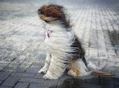 Спасатели предупредили воронежцев об усилении ветра 