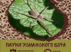 Воронежский биосферный заповедник выпустил  книгу о пауках Усманского бора