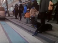 «Собаку мясника» без намордника сняли в центре Воронежа на видео