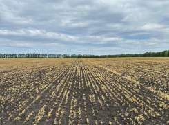 Отразится ли майский холод на ценах на продукты, ответил воронежский губернатор Гусев