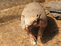 Броненосца привезли в Воронежский океанариум