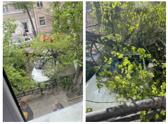 Последствия жуткого ветра показали на фото в центре Воронежа