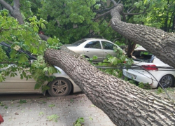 Упавшее в центре Воронежа дерево разбило 4 автомобиля