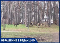 Страшно за ребенка: жителей Воронежа напугала стая собак в популярном парке