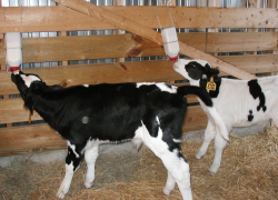 Гордеев, Патрушев и Гусев навестили телят в Воронежской области