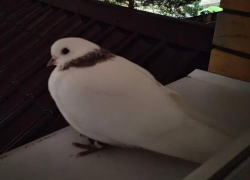 Домашний голубь захотел глоток свободы в Воронеже