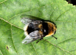 Воронежские энтомологи предупреждают: человеку нельзя допускать контакта с бычьим оводом