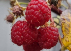 Ноябрьская малина поспела в Воронежской области