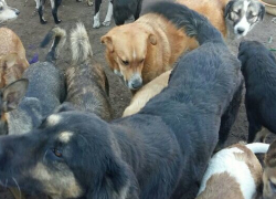 В Воронеже отстреляют бродячих собак