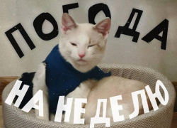 Как успешно промокнуть и замёрзнуть в Воронеже: прогноз погоды на неделю