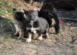 Воронежец отправится на полтора года в колонию за убийство щенков