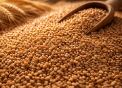 Почти 150 тыс. тонн опасного зерна оказались вне закона в Воронежской области