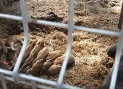 На видео попали девять дрожащих кабанят в клетке под Воронежем