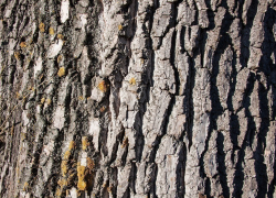 Огромный тополь рухнул на детскую площадку в Воронеже 