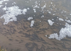 Сотни тысяч мальков рыб снова выпустили в Воронежское водохранилище