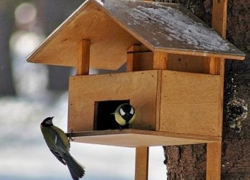В Воронежской области началась акция «Покормите птиц»
