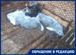 Свора собак растерзала птиц и кроликов в Воронежской области
