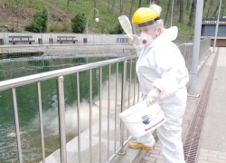 Эпидемиологи обработают некоторые парки и скверы от комаров и клещей в Воронеже