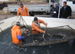 Полтора миллиона мальков толстолобика выпустили в Воронежское водохранилище