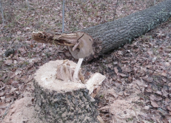 Воронежец срубил три дуба стоимостью полмиллиона рублей