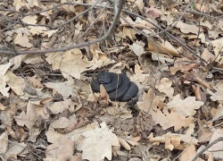 В лесу проснулись гадюки: жителям Воронежа напомнили о мерах предосторожности