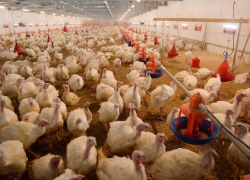 Израильские инвесторы хотят построить в Воронежской области индюшиную ферму