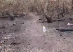 Последствия пожара в Северном лесу показали на видео в Воронеже