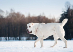 Воронежскую школьницу и ее бабушку покалечил соседский алабай