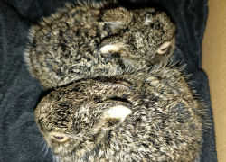 Ушастых малышей двух дней от роду спасли в Воронеже