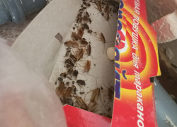 Воронежцы сообщили о полчищах тараканов в детской больнице на Ломоносова