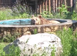 Воронежские медведи, кайфующие в бассейне, попали на видео