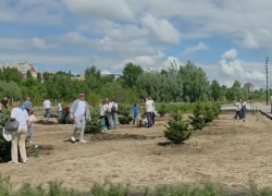 Новая аллея из серебристых елей появилась на Петровской набережной Воронежа