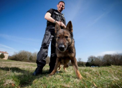 Собака Зорги поймала мужчину, напавшего с вилкой на женщину с сыном под Воронежем