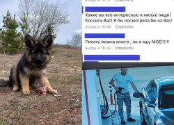 "Я за нее голову порву": мужчину обвинили в краже собаки, которую он спас в Воронежской области 