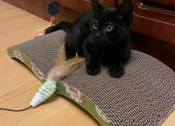 Стало известно, как спасали провалившегося в шахту котенка в Воронеже 