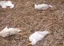 80 трупов гусей со свернутыми шеями обнаружили в воронежском селе
