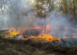 Природные пожары захватили 80 гектаров в Воронежской области
