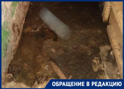 Зловонный катаклизм атакует ателье с итальянскими тканями в Воронеже
