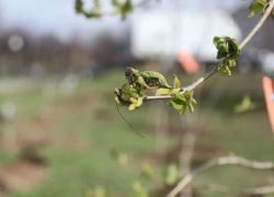 Районные субботники начнут проводить раньше месячника благоустройства в Воронеже