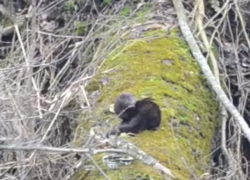 Забавы американской норки сняли на видео под Воронежем