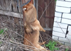 "Самая добрая собака на свете была", – повешенного пса обнаружили в Воронежской области