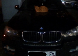 Рыжий кот-мажор похвастался своим BMW в Воронеже