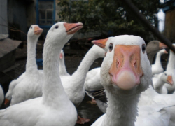 Пьяный воронежец задушил трех украденных гусей и лег с ними спать