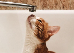 Стало известно, кто останется без воды из-за аварии в Воронеже