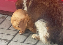 Трогательную заботу продемонстрировала дворняжка в Воронежской области